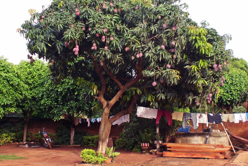 Se observa un árbol lleno de mangos en un patio en donde hay ropa tendida al sol. Fotografía solo ilustrativa. 